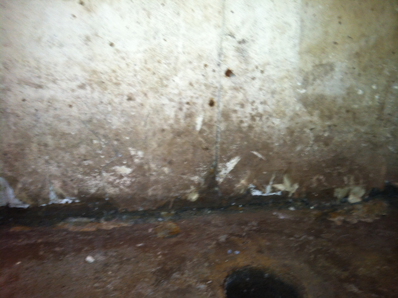 Illustration for article titled BLACK MOLD ADVICE: Pictures, questions and sympathy pie/cake
